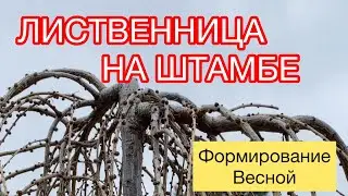 ЛИСТВЕННИЦА ШТАМБ ФОРМИРОВАНИЕ