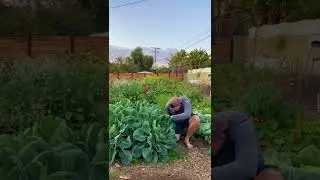 Brussels sprouts look very odd when growing...