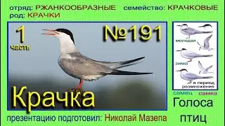 Крачка. 1 часть. Голоса птиц