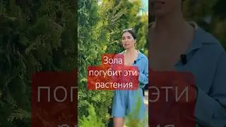 Какие растения не надо удобрять золой?