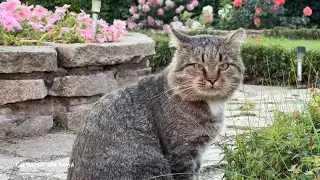 🌺 Барсик и его сад в конце лета