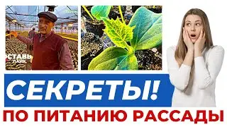 ПОДГОТОВКА ТЕПЛИЦЫ К НОВОМУ СЕЗОНУ! 2 ЦИКЛ 3 СЕРИЯ #теплица #рассада