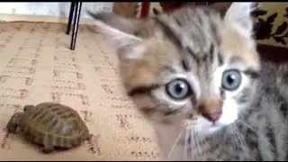 Кот атакует черепаху / Cat attacks a turtle