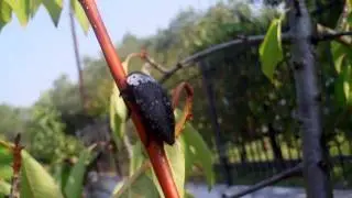 Capnodis tenebrionis (Metalic Wood- Boring Beetle)