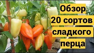 Обзор урожайных сортов сладкого перца 2022г