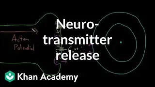 Neurotransmitter release | Nervous system physiology | NCLEX-RN | Khan Academy