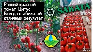 Ранний красный томат ЦИТУС от компании Sakata. Всегда стабильный и отличный результат.