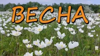 Весенняя страна чудес