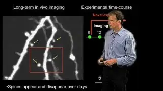 Imaging Synapses - Karel Svoboda (HHMI)