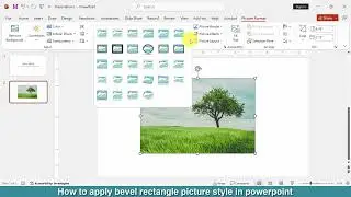 How to apply bevel rectangle picture style in PowerPoint