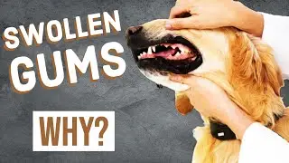 Dog Swollen Gums | Gingival Hyperplasia