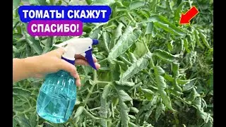 Скручиваются Листья у Томатов Помогите Помидорам Быстро и Эффективно! Полезные Советы