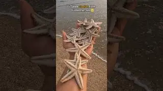 ✴️Starfish freedom: Saving lives from Fishermen nets 🥺