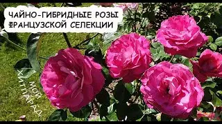 #розы #чайногибридные Хитпарад сортов чайно-гибридных роз французской селекции