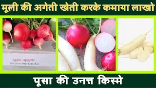 मूली की अगेती खेती करके कमाया लाखो | पूसा की उनत्त किस्मे | best reddish seeds for kitchen gardening