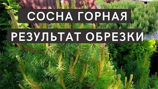 СОСНА ГОРНАЯ. Когда и как формировать крону сосны.