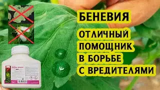 БЕНЕВИЯ отличный помощник в борьбе с вредителями