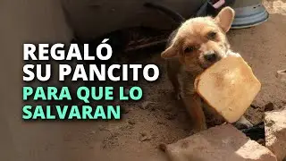 Le regaló a una mujer su pancito para que ella lo salvara