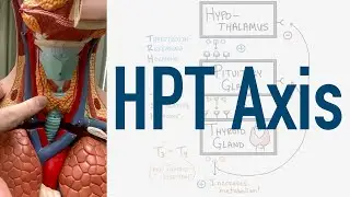 HPT Axis Feedback Loop - (Hypothalamus, Pituitary, Thyroid)