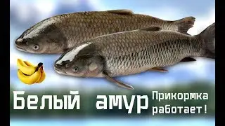 Белый амур чует такую прикормку за версту! Как сделать прикормку для белого амура?