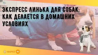 Экспресс линька для собак: как делается в домашних условиях