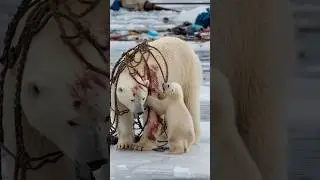 A heartfelt tale of sailors rescuing a severely injured mother polar bear trapped in a net#polarbear