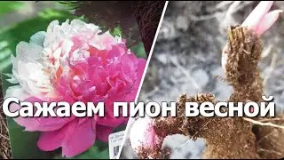 Сажаем пион весной | Посадка пиона весной