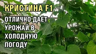 Лучший огурец в холодную погоду - Кристина F1