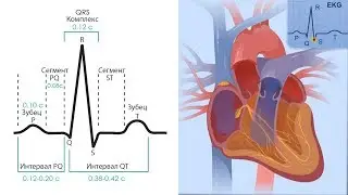 Основы ЭКГ за 100 минут | Проводящая Система Сердца | Зубцы, интервалы, сегменты на ЭКГ