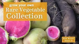 Sow Right Seeds | Exotic Vegetable Seed Collection