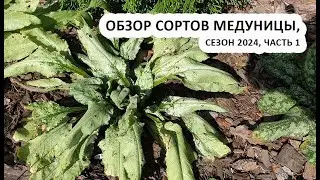 Медуница: обзор сортов, сезон 2024 - часть 1