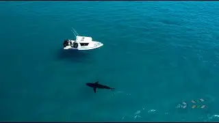 Great White Shark at Twilight Cove