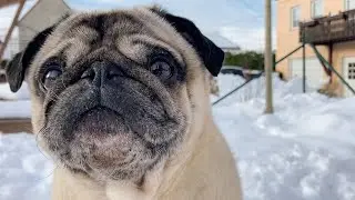 original pug sounds ASMR - turn up your speakers for Carlos' sweet noises