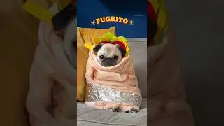 Presenting you: the PUGRITO 🌯😂 