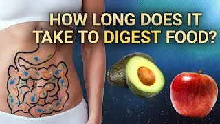 How Long Does it Take to Digest Food | #DeepDives | Health