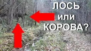 Охота НА ЛОСЯ. Когда корова это лось?