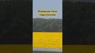 🌻 самое огромное поле подсолнухов, которое мне удалось увидеть! Как красиво