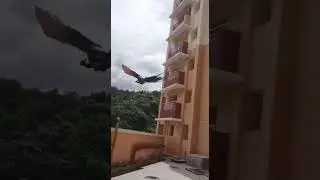 Flying peacock at hostel | IISER-TVM Campus