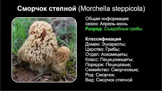 Сморчок степной (Morchella steppicola)