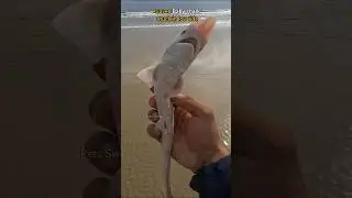 🦈Rescue Mission: Stuck baby shark saved 🥺