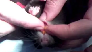 How to trim the teeth of rats. Как обрезать зубы у крысы.