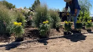 Planting August Blooms and Spider Mite Prevention!