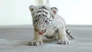 Cute Baby Tiger Videos To Make You Smile - Tiger Cubs Are Awesome