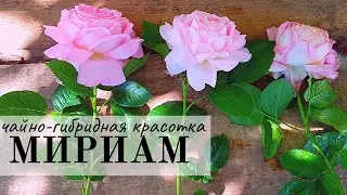 Роза Мириам - полное описание прекрасного сорта - она же Amazing Grace, Cocgrand, Celebration