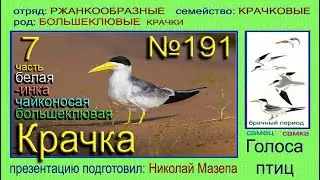 Крачка. 7 часть. Голоса птиц