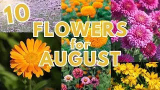 10 Flowers You Can Plant In Late Summer RIGHT NOW! (August/September - Zones 9 & 10)