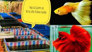 Bất ngờ khi thăm lại trại cá Guppy và Betta của anh Phúc - Trại cá cảnh lớn ở Bình Thuận | BaDuyvlog