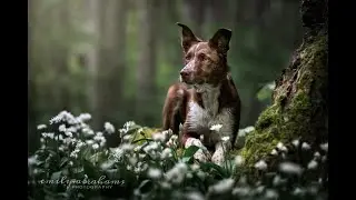 Forest dog portrait - speed edit