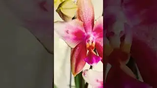 Орхидея бабочка Лиодоро, аромо😍😍😍 #цветы #orchid