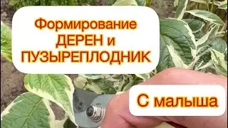 🔥ФОРМИРОВАНИЕ ДЕРЕН и ПУЗЫРЕПЛОДНИК‼️ С малыша 👍